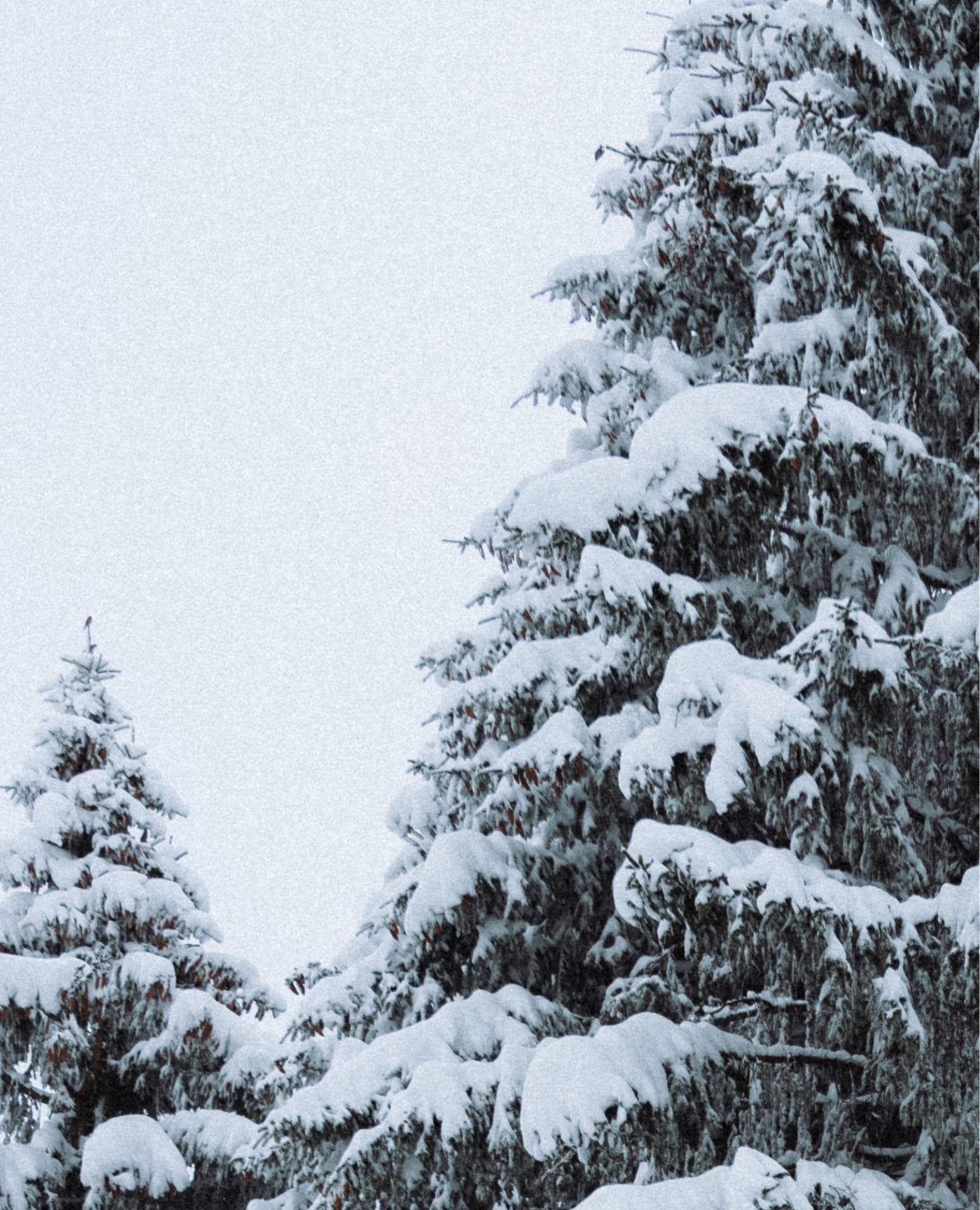 classic-snowlife-t---shirt-accesories/apparel