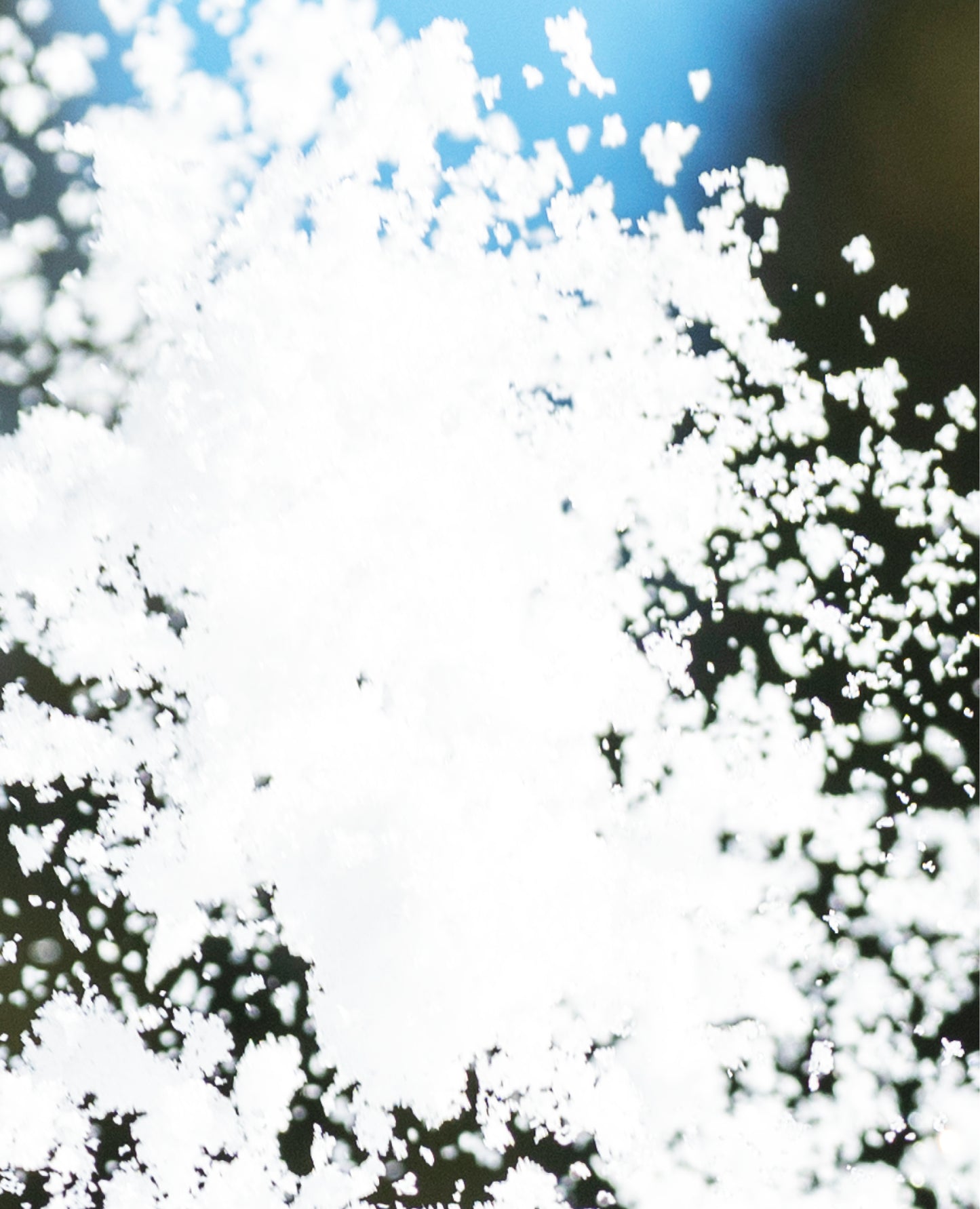 kids-spice-mitten-junior-&-kids