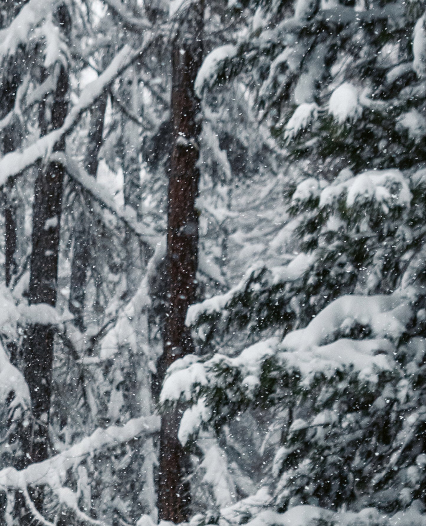 lady-tara-dt-glove-alpine-classic