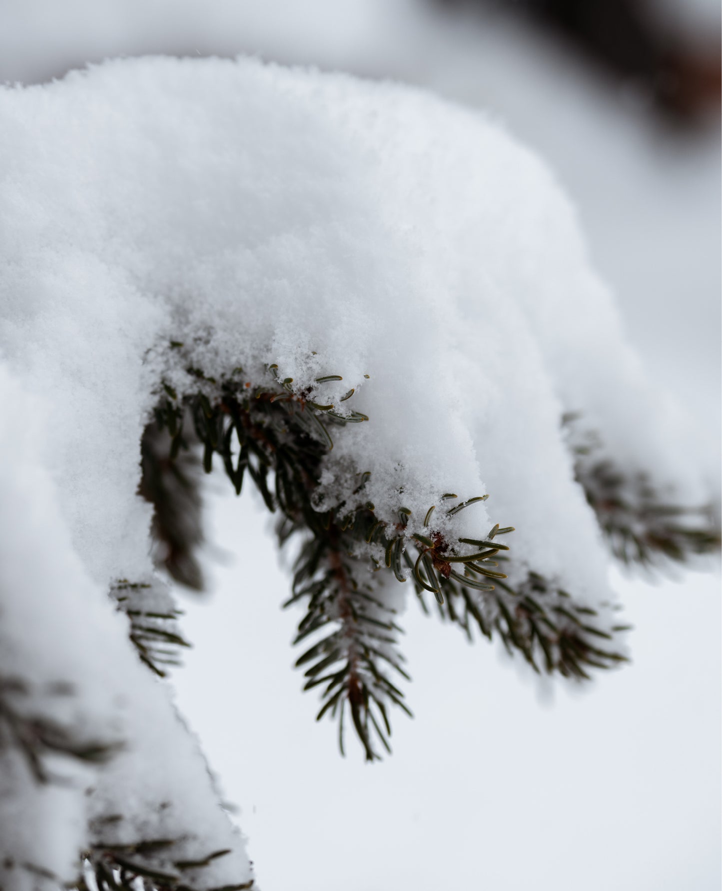 swiss-shepherd-glove-multiuse/outdoor