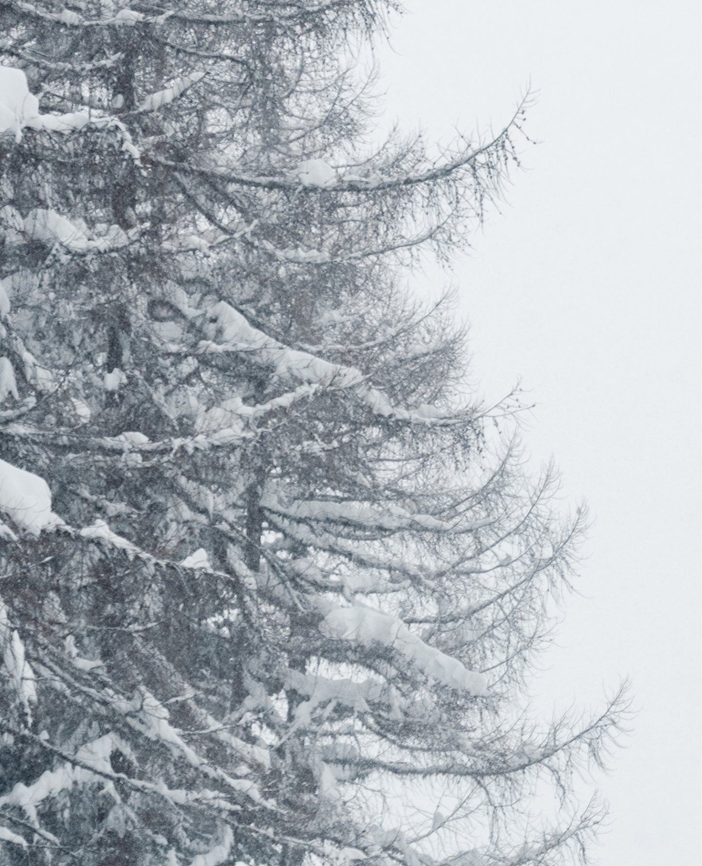 unity-dt-mitten-alpine-classic